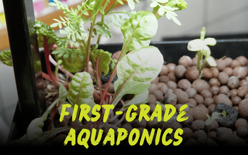 Aquatic Garden Teaches First Graders About Ecosystems