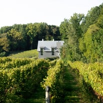 Dablon Vineyards (Winery + Tasting Room #3) Square