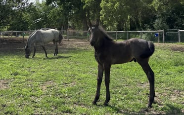 A Pregnant Mare, a Webcam, and MEC Fiber Internet