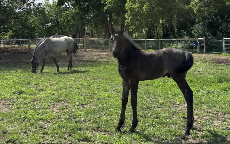 A Pregnant Mare, a Webcam, and MEC Fiber Internet
