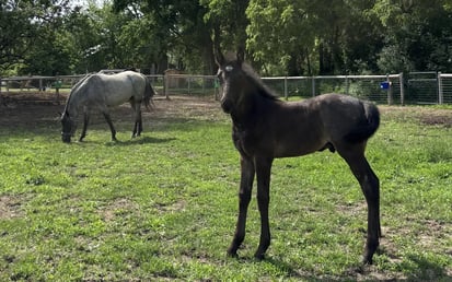 A Pregnant Mare, a Webcam, and MEC Fiber Internet