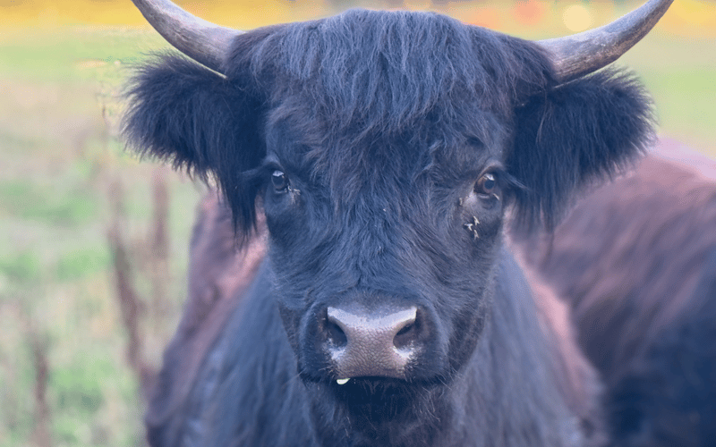 Fall Fun on the Farm