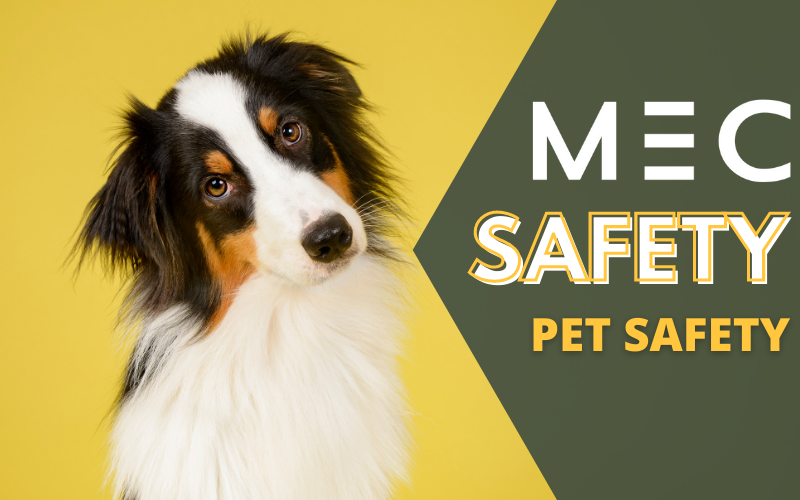 Pet Safety thumbnail