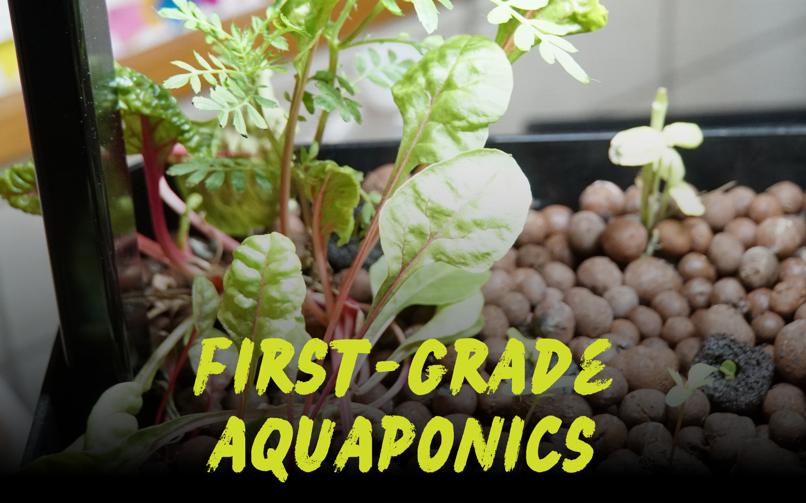 Aquatic Garden Teaches First Graders About Ecosystems thumbnail