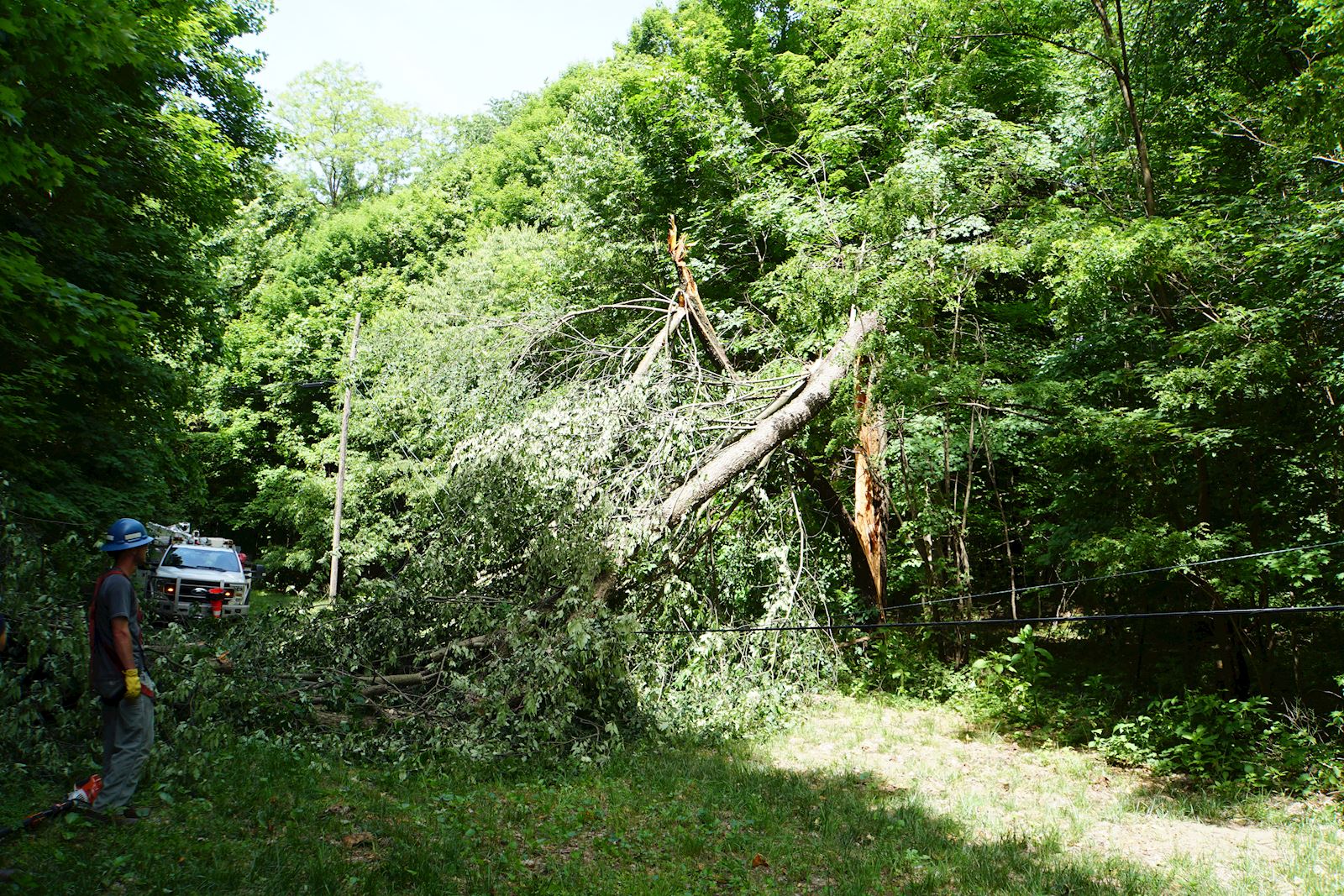 Tree on line