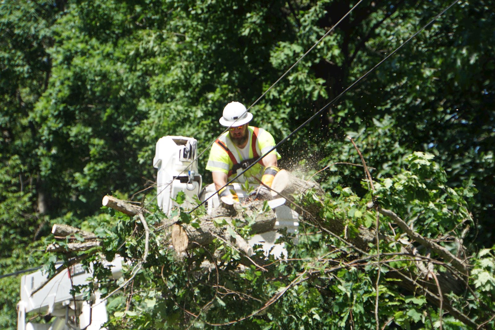 cutting tree