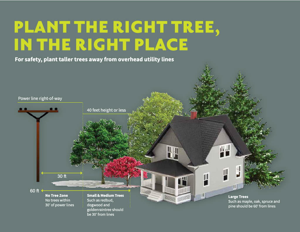 plant the right tree in the right place